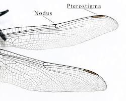 Image of Insect wings
